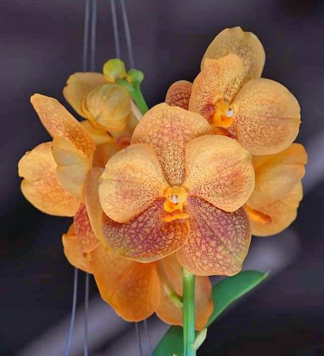 Ascocenda Pak Chong Gold x Rakjai