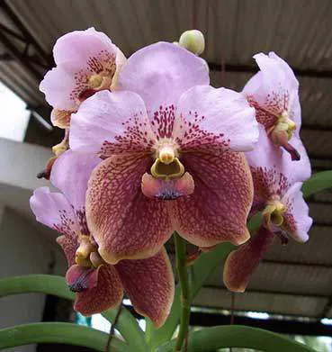 Vanda Taweesuksa x sanderiana