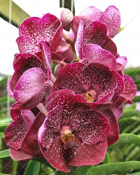 Vanda sanderiana x Kultana Scarlet, 4n