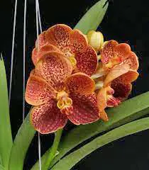 Vanda Madame Pranerm x Fuchs Sunrise