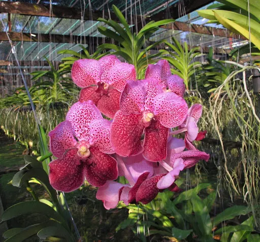 Vanda Kultana Delight, 4n x sanderiana