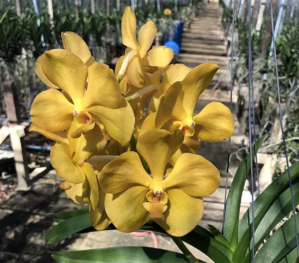 Vanda Thananchai x Ascocenda Phairot