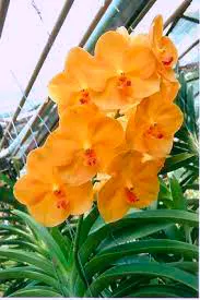 Ascocenda Orange Delight x sib
