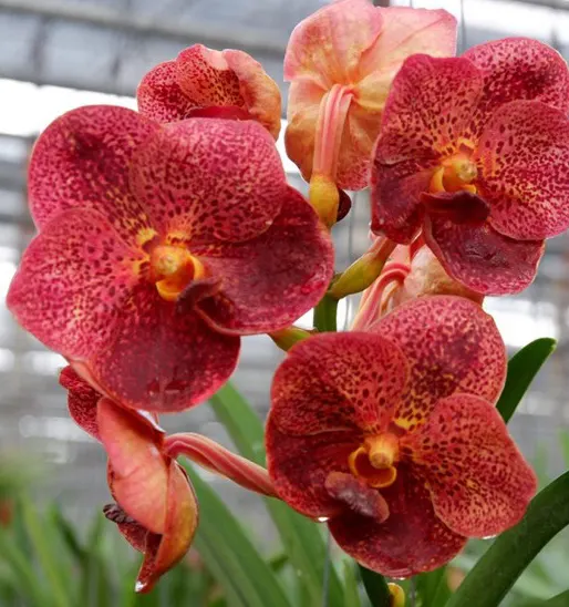 Vanda Taweesuksa x Vanda Kultana Ruby