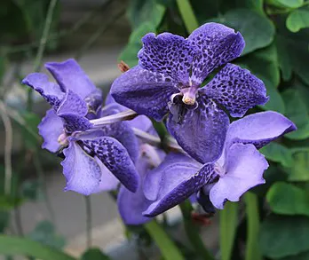 Vanda Fantastic Fanfare, 4n x Pimsai