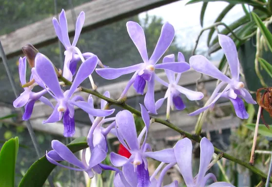 Vanda coerulescens – Neofinetia falcata