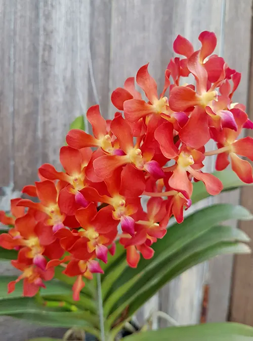Waironara Tango Fire