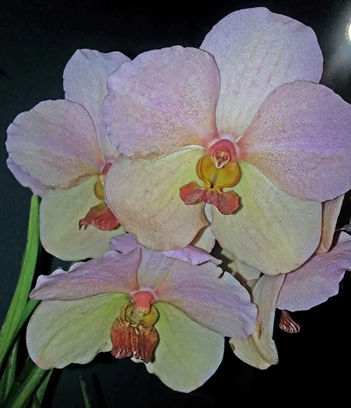 Vanda Merv L Velthuis x Ascocenda Suk Sumran Gold
