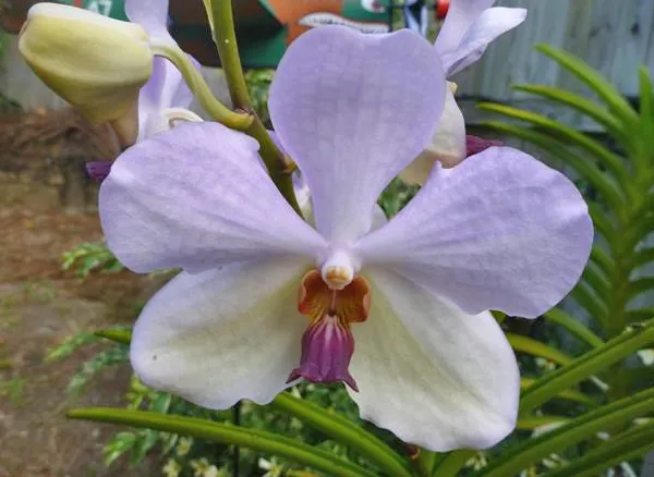 Vanda Merv L Velthuis x Srakaew