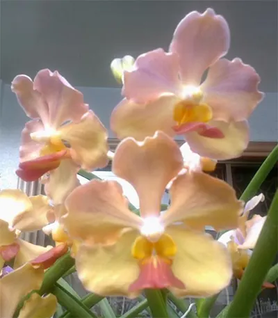 Vanda JVB x Ascocenda (Jiraprabha – Suk Sumran Gold)