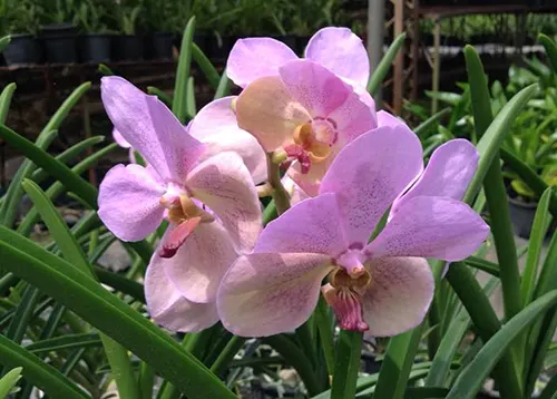 Vanda Merv L Velthuis x Pranermprai