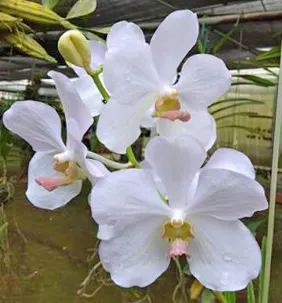 Vanda Merv L Velthuis x Ascocenda Tubtim Velvet