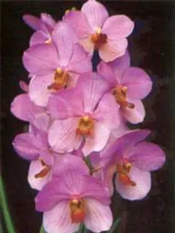 Vanda Merv L Velthuis x Fantastic Fanfare