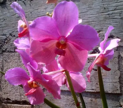 Vanda Merv L Velthuis x Doctor Anek