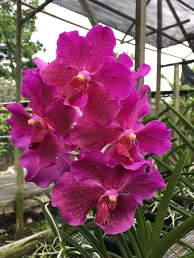 Vanda Hilo Rose x Doctor Anek
