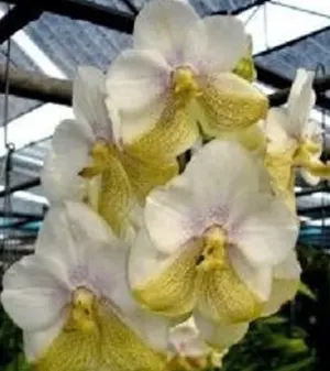 Vanda sanderiana x Ascocenda Kultana White Wing
