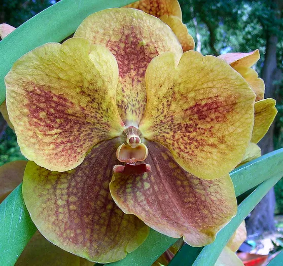 Vanda Gulf of Siam x Jimmy Miller