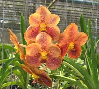 Vanda Orange Glow, 4n x First Friend