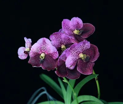 Vanda Kultana Ruby, 4n x sanderiana