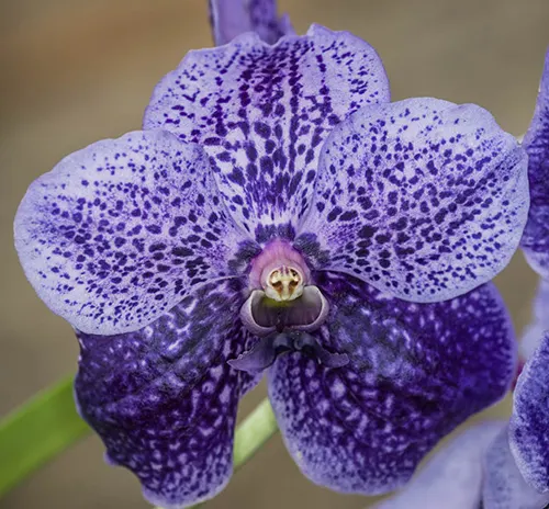 Vanda Michael Phelps x Ascocenda Rakjaisand