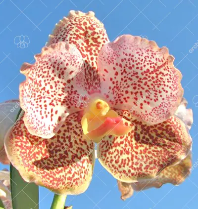Vanda Sumon Gold x Fuchs Sunrise