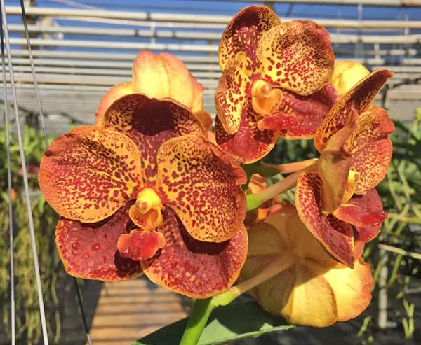 Vanda Boonchoosand x Ascocenda Kultana Gold Spot