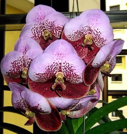 Vanda Jimmy Miller x sanderiana