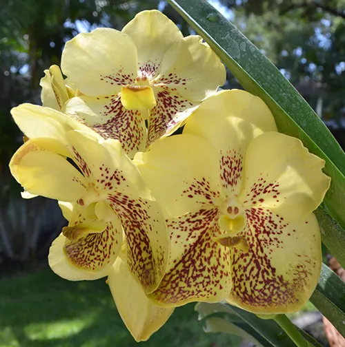 Vanda Udom Gold x Ascocenda Suksamran Gold