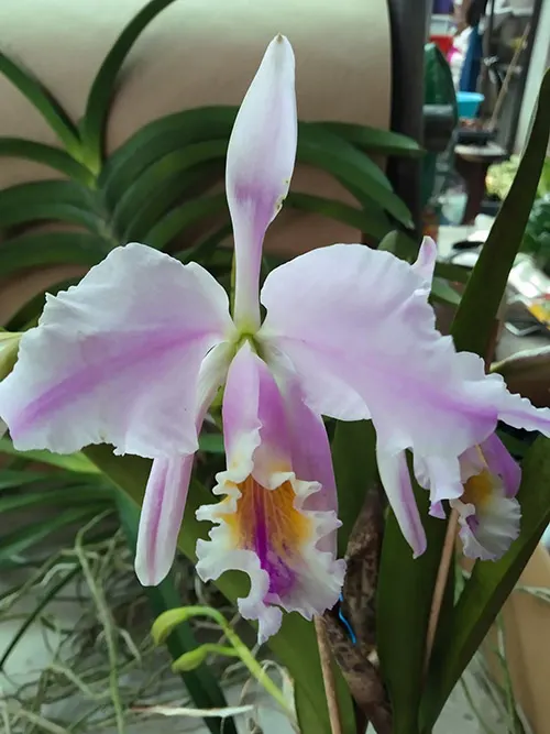 Cattleya mossiae flamea x self