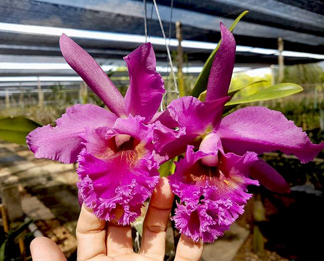 Brassolaeliocattleya Chia Lin x Brassavola digbyana