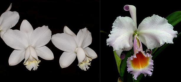 Cattleya loddigesii alba 'Sao Carlo' x schroederae (M)