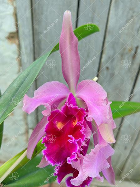Rhyncholaeliocattleya Wellesleyi (Laeliocattleya Anarketti x Cattleya warscewiczii)