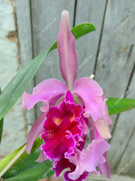 Rhyncholaeliocattleya Wellesleyi (Laeliocattleya Anarketti x Cattleya warscewiczii)
