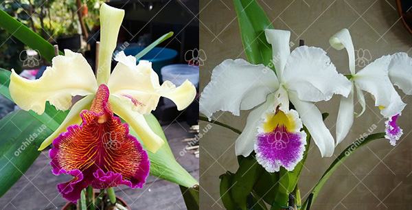 Cattleya Mrs G E Baldwin (dowiana 'La Picose' x Harold)