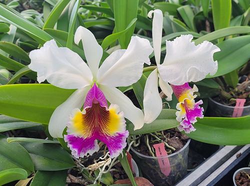 Cattleya Mrs G E Baldwin (dowiana 'La Picose' x Harold)