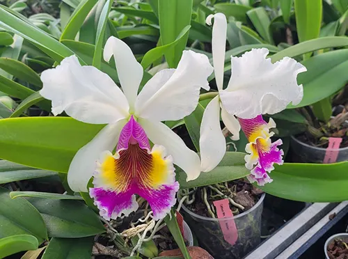Cattleya Mrs G E Baldwin (dowiana 'La Picose' x Harold)