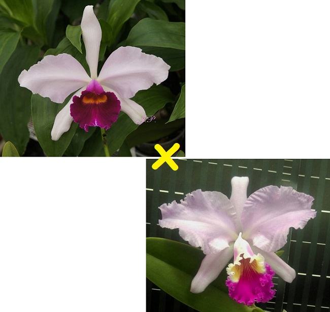 Cattleya Doctor R Schiffmann (Cattleya Callistoglossa x Cattleya mendelii)