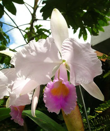 Cattleya Cappei (schroederae x trianae)