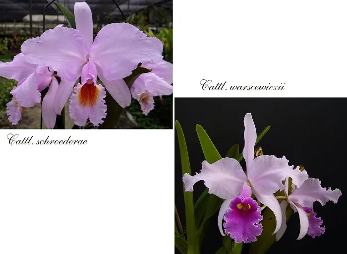 Cattleya H S Leon (schroederae x warscewiczii)