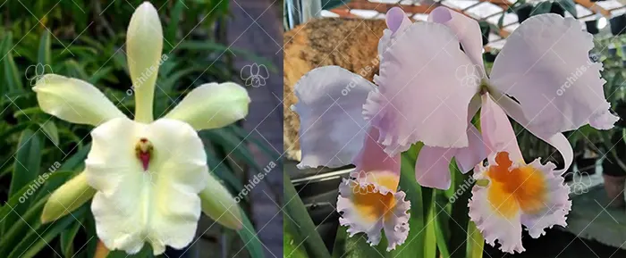 Rhyncholaeliocattleya Sanderi (Rhyncholaelia glauca x Cattleya schroederae)