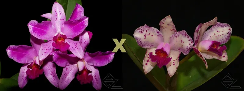 Cattleya amethystoglossa (flamea 'Princesinha' x fantasia 'Junina')