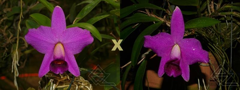 Laelia praestans (rubra 'Boneca' x rubra 'Star Trek')