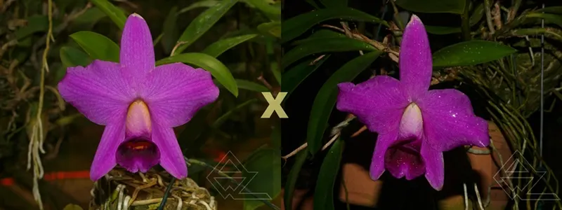 Laelia praestans (rubra 'Boneca' x rubra 'Star Trek')