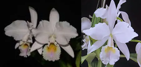 Cattleya labiata amesiana 'Menina' x 'Pedra Azul'