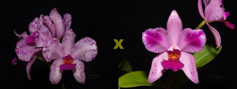 Cattleya amethystoglossa ('Andromeda' x flamea 'Campea')