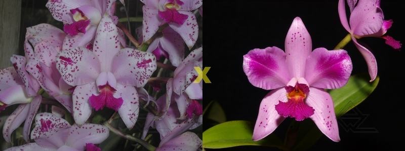 Cattleya amethystoglossa flamea ('Oasis' x petalas larga 'Campea')