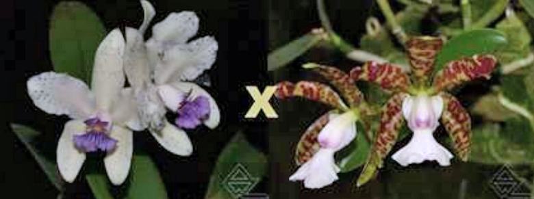Cattleya amethystoglossa coerulea x aclandiae albina maculata