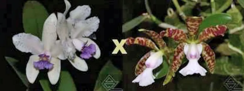 Cattleya amethystoglossa coerulea x aclandiae albina maculata