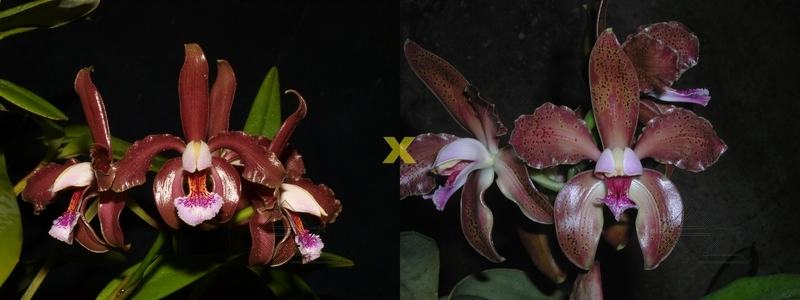 Cattleya schofieldiana (dark 'Gloriosa' x 'GU')