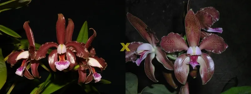 Cattleya schofieldiana (dark 'Gloriosa' x 'GU')